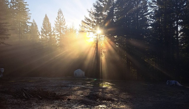 Camp in private Redwoods, no fires