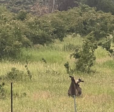 Campaspe Valley View Farm Stay