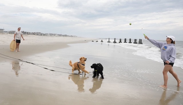 Cape May short walk to the Bay Dogs Welcome!