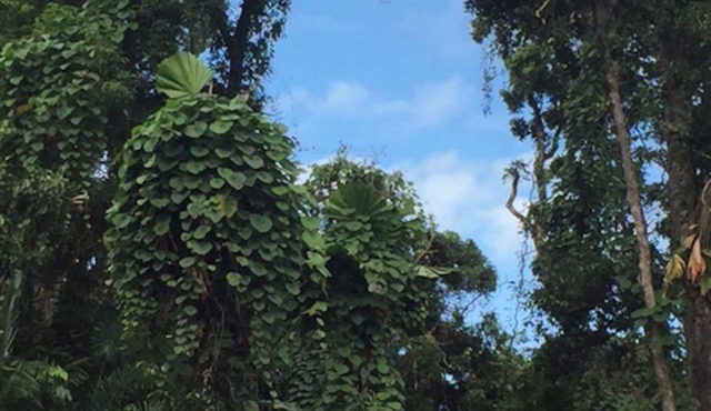 Cape Tribulation Eco Space