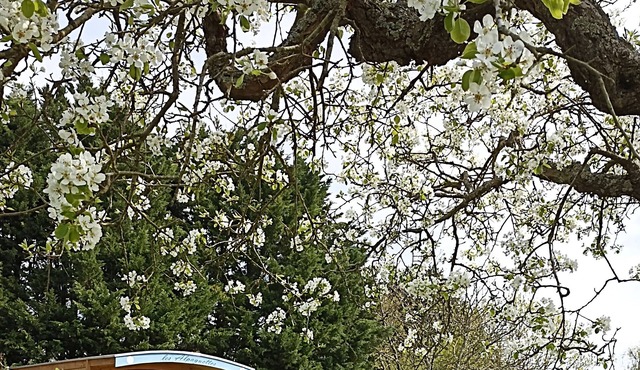 Caravan in the heart of an alpaca farm