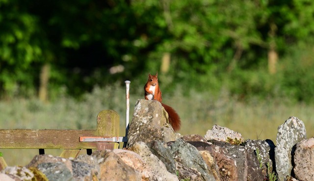 Carrog Barn - a ground floor bedroom that sleeps 6 guests in 3 bedrooms
