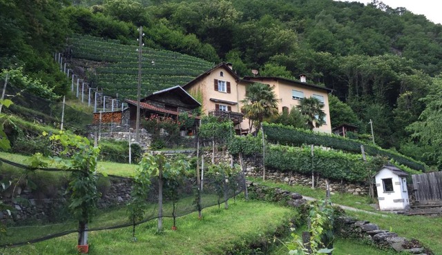 Casa immersa nel vigneto