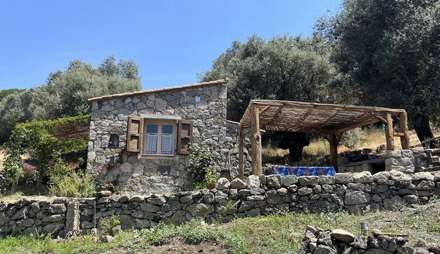 Caseddu charming, small typical Corsican sheep