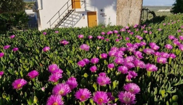Casita of Casa Olivar