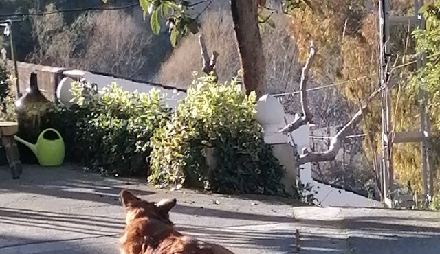 Casita Rural Rodeada por la Naturaleza se Admiten Mascotas