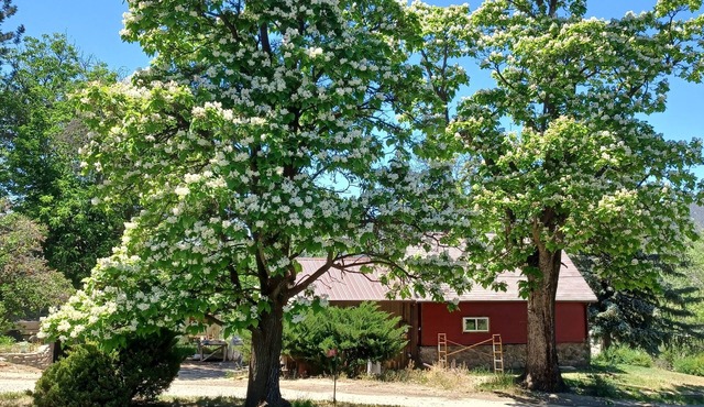 Catalpa Cottage is named after the giant Catalpa trees surrounding the cottage ~