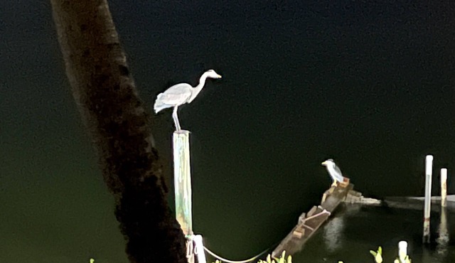 Cedar Island 2-bedroom 2 Bath condo on Indian River, Docks, wildlife, fishing!