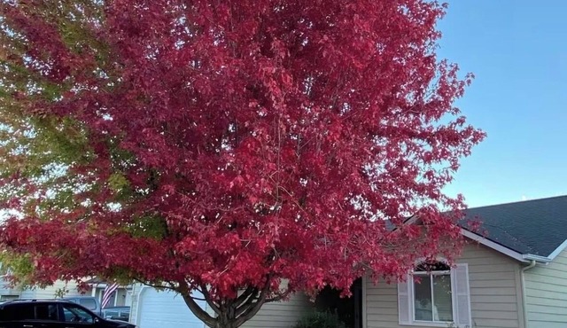 Centrally located in Hamilton, the heart of the Bitterroot Valley. No pet fee!