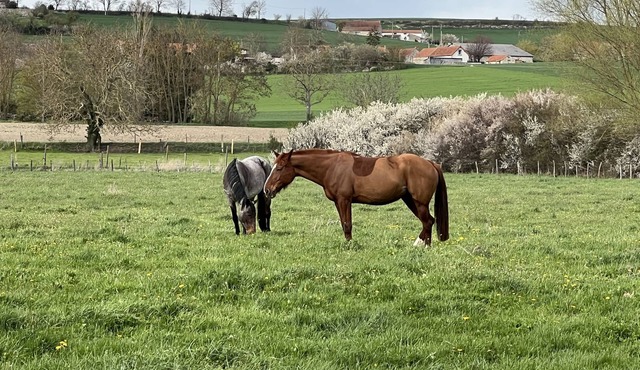 Château de la Mothe - Gîte Guillaume le Conquérant