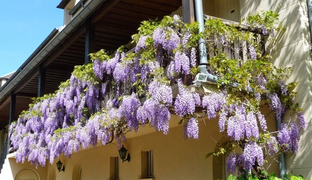 Château De Puy Robert