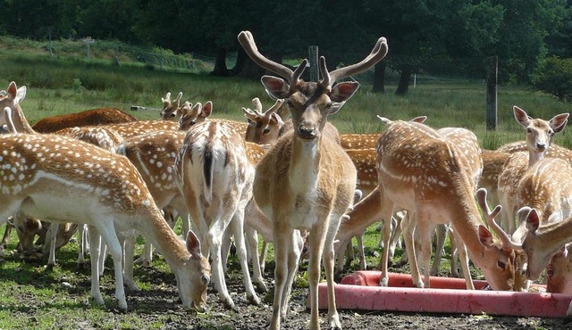 Château De Saint-Maixant