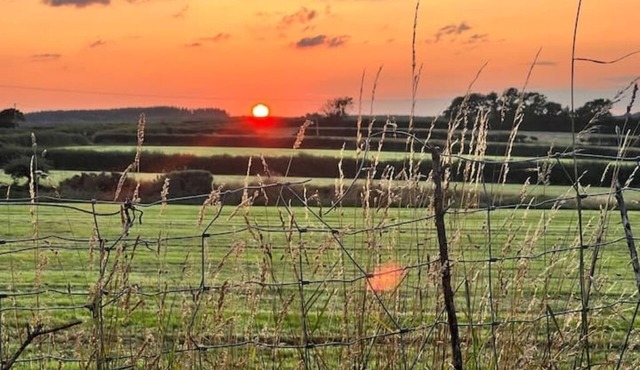 Chaffinch at Moorhead Country Holidays near Clovelly North Devon