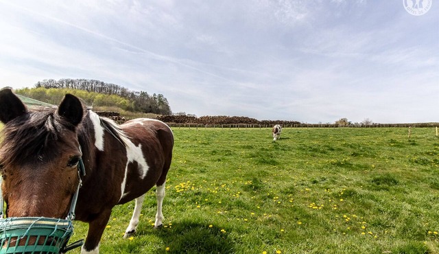 Chalet Daniel - CUSSY EN MORVAN