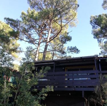 Chalet dans les pins