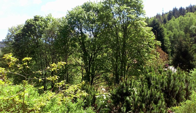 CHALET DES TROIS LOUPS AU CALME NEAR GERARDMER (for 4 travellers)