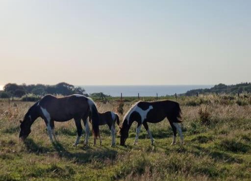 Chalet Vue Mer, terrasse, nature, poney à disposition