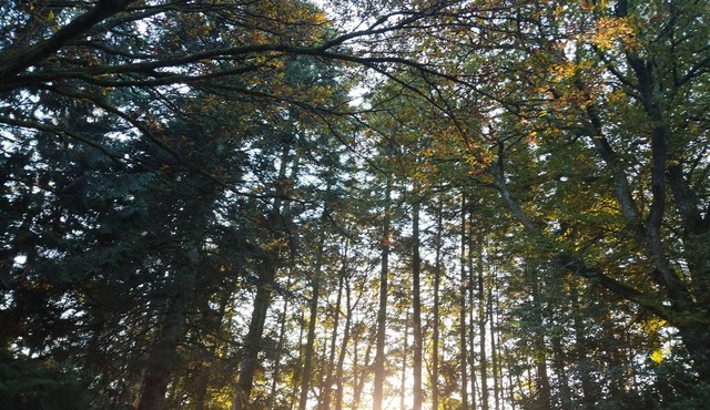 Chambre d'hote N1 en brocéliande