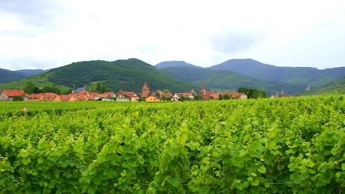 Chambre d'Hotes Le Vogelgarten