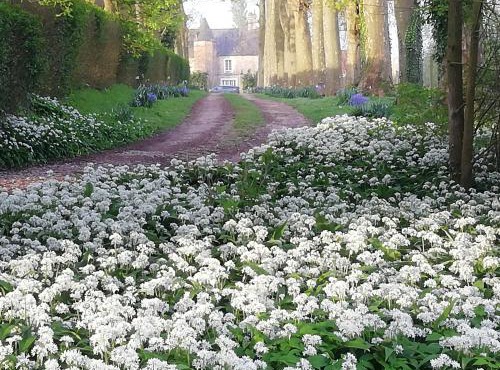 Chambre Fleur de Lys