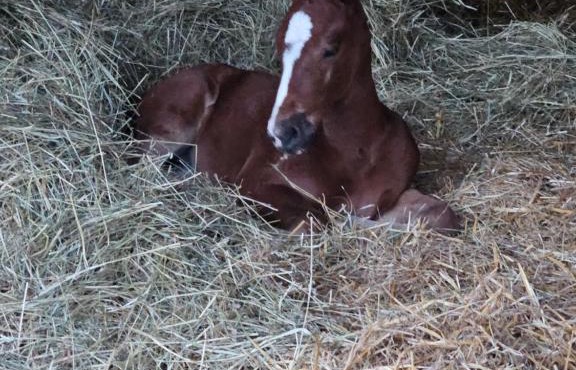 Chambre les petites ecuries