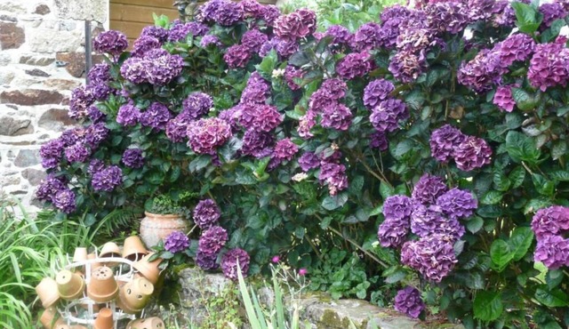 Chambres D'Hotes Ti Ar Yer