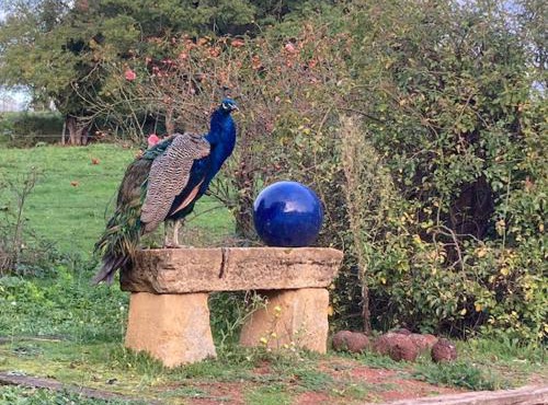 CHAMBRES DES EAUX 29 "mousseline"
