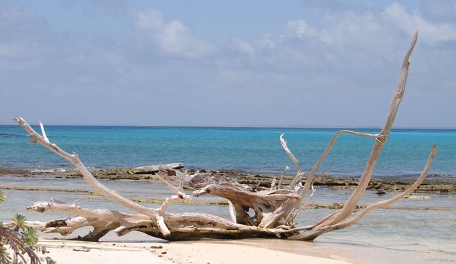 CHARMING HOUSE IN CARMARGUE