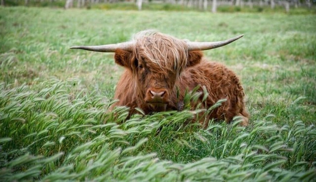 Charming 1907 Farmhouse on 6 1/2 acres