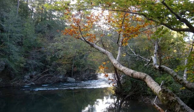 Charming 2-bedroom cottage right on a 30’ wide whitewater creek in Reliance, TN