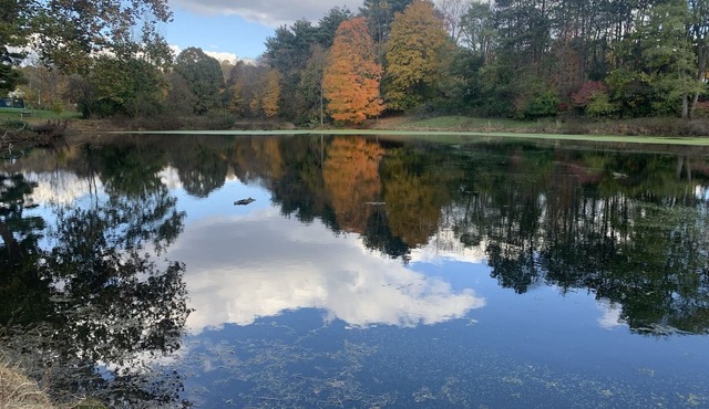 Charming 2 bedroom cabin on private pond!