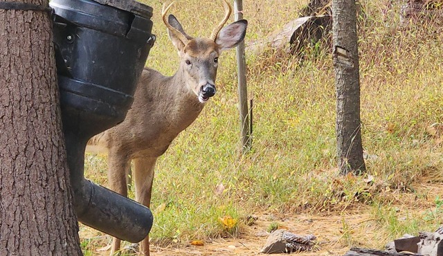 Charming 3-bedroom cabin with WiFi, AC in tranquil Waterville