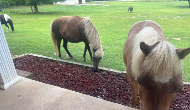 Charming 3-bedroom farm house. Love horses and nature? Nature at its best.