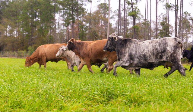 Charming 3-bedroom barn lodge in Saint George.