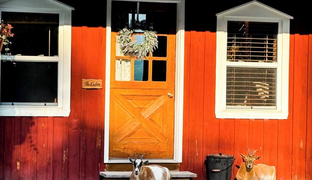 Charming Cabin on horse farm minutes from Letchworth State park