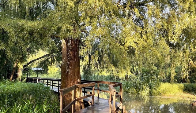 Charming cabin on Lower Grand River — Bayou Pigeon, Louisiana