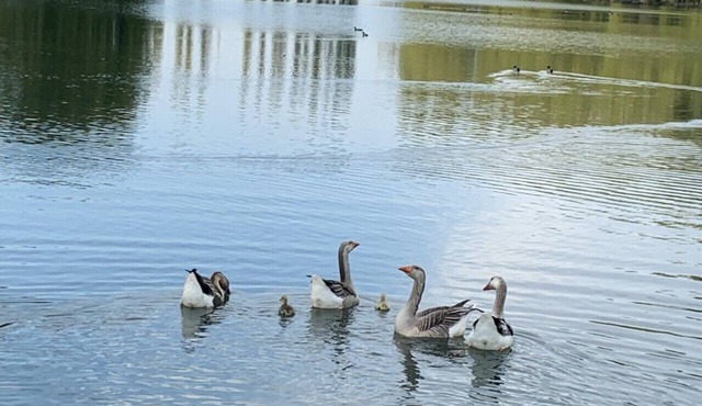 Charming cottage in 9 ha park with lake, toys/swing set/ping pong. Paris 80km