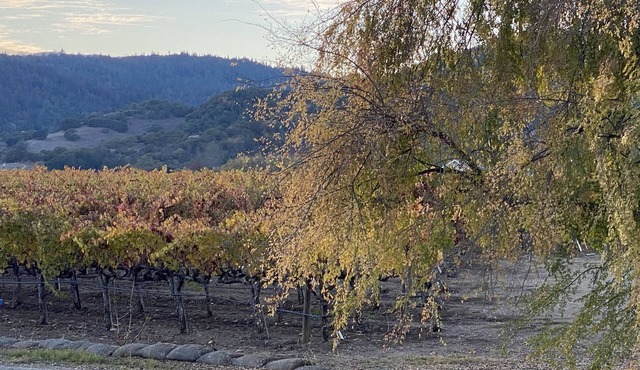 Charming Cottage in the Napa Valley-Vineyard Views
