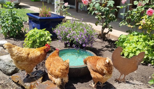 Charming Cottage on beautiful horse property nestled in the Yarra Ranges.