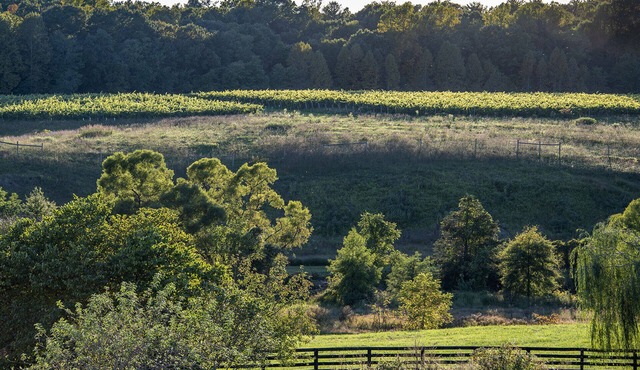 Charming Cottage on beautiful Farm & Vineyard