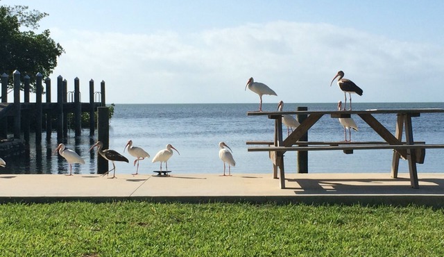 Charming cottages, dockage, pool, just minutes to Key West