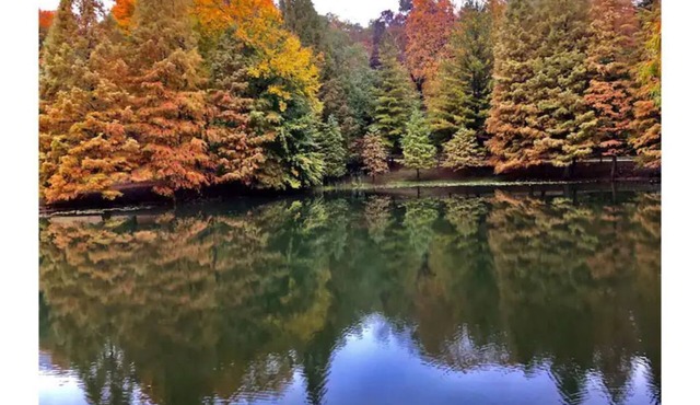 Charming, country escape cabin: Pioneer Cabin
