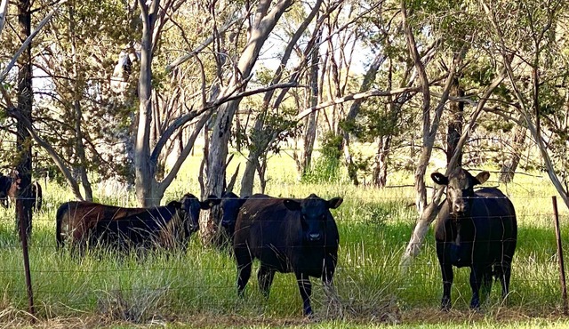 Charming farm cottage close to Dubbo