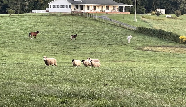 Charming FarmHouse with animal meet&greet
