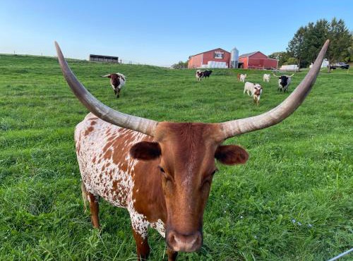 Charming Farmhouse Retreat