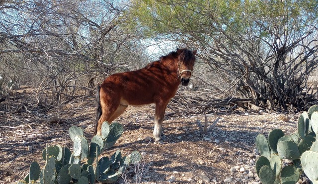 Charming farmhouse with AC and WiFi in soothing Uvalde, 20 M to Concan Tx