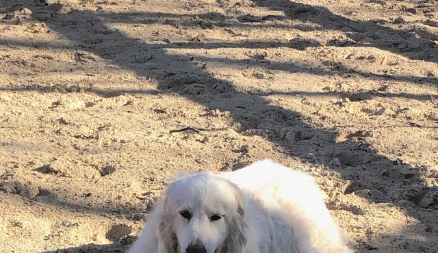 Charming, typical apartment with swimming pool in an old sheepfold