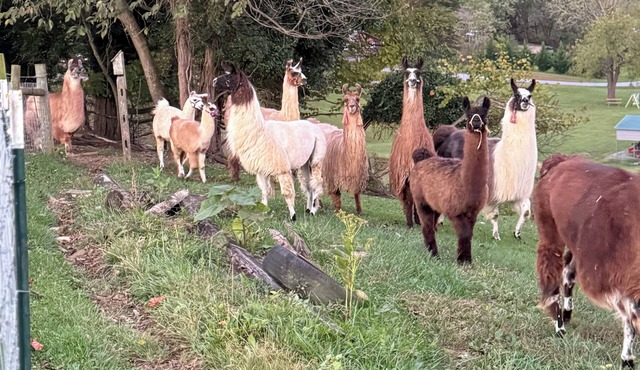 Charming Llama villa at a Llama Farm with beautiful Mountain Views and Sun views