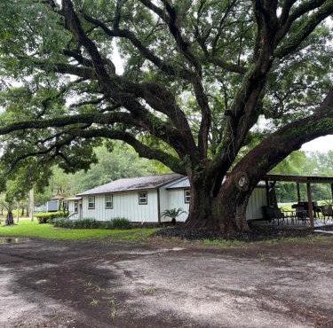 Charming Oak