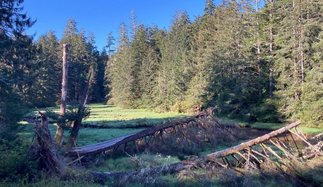 Charming two bedroom cottage placed among the trees just outside Waldport